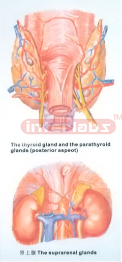 HUMAN THYROID GLAND, PARATHYROID GLANDS AND SUPRARENAL GLANDS MODEL